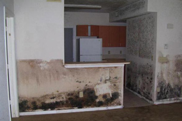 House With Mold